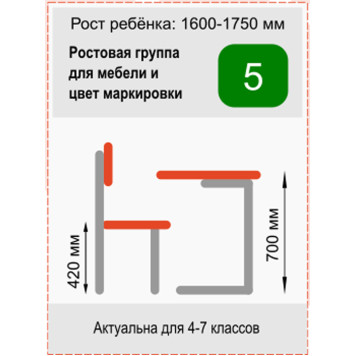 Стол ученический двухместный регулируемый Стандарт 3-5 бук-коричневый-3